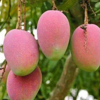 Mango - Gulab Khas