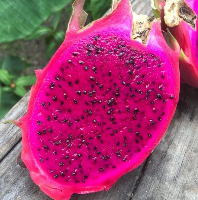 Dragon Fruit - Red
