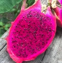 Dragon Fruit - Red