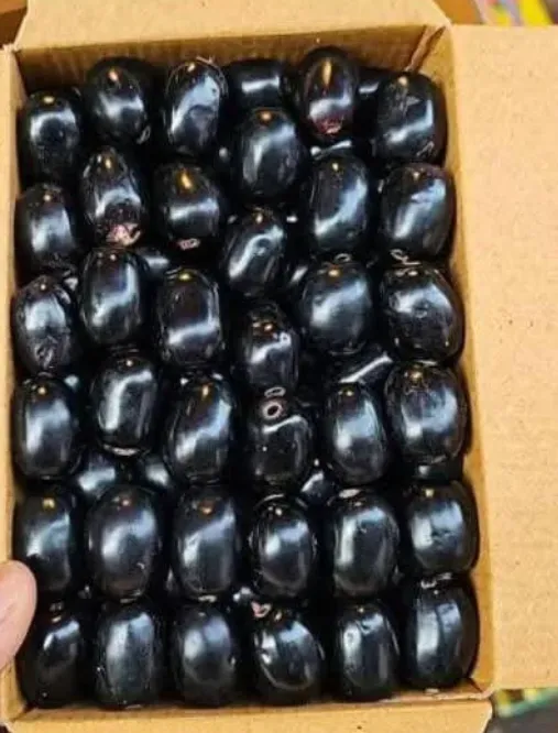 Black Jamun Box