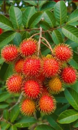Rambutan