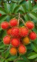 Rambutan