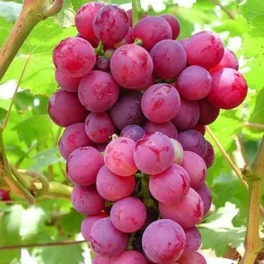Grapes - Red